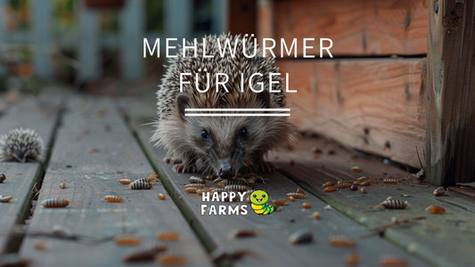 Thumbnail Igel frisst Mehlwürmer