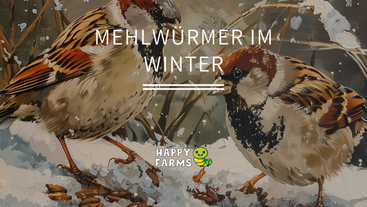 Wie Mehlwürmer Vögel durch den Winter bringen