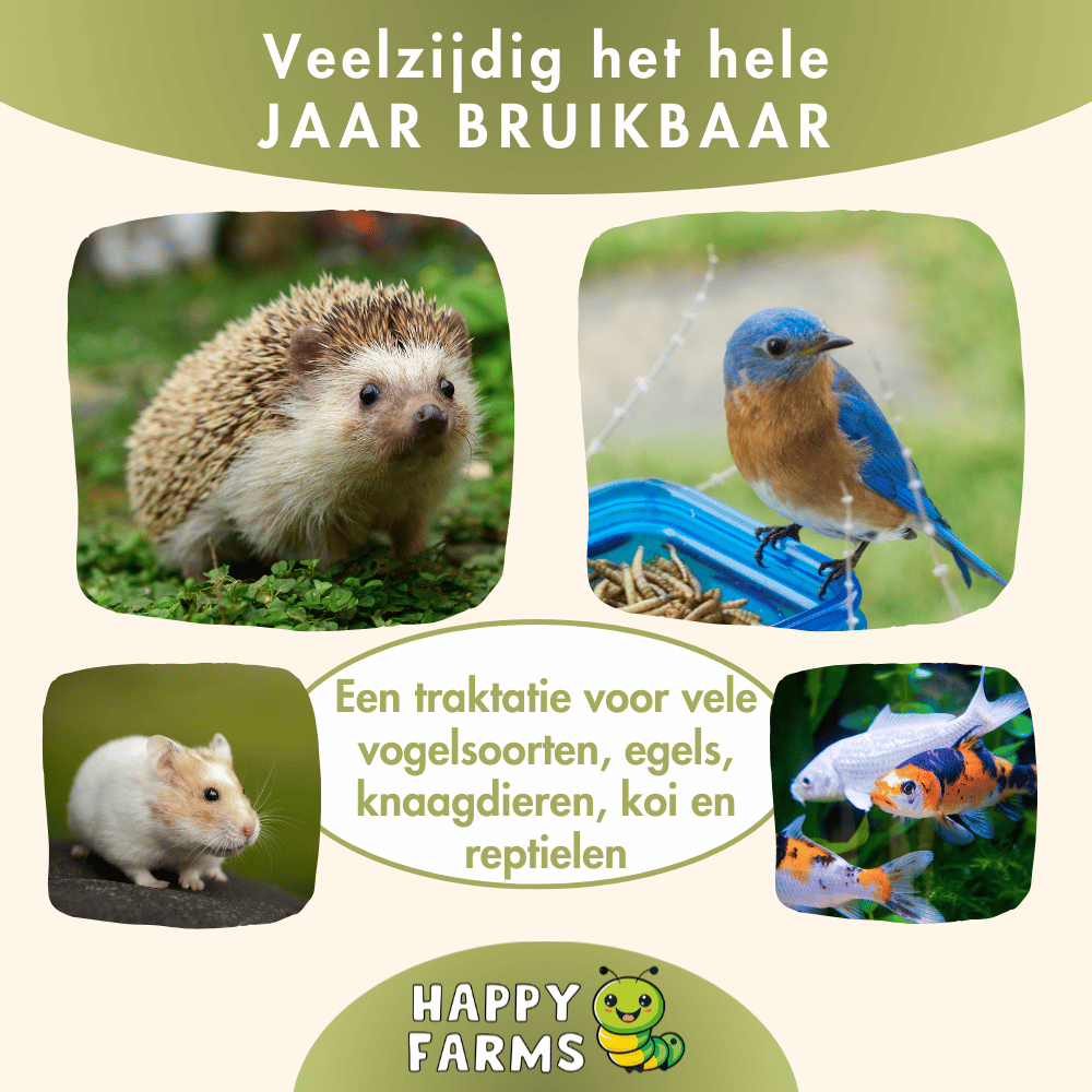 BSF-larven gedroogd 1 kg & 5 kg – eiwitrijk insectenvoer