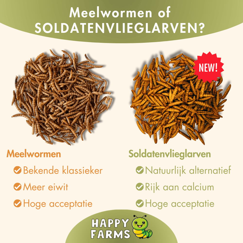 Insectenvoer kopen – soldatenvliegenlarven voor kippen, vogels & egels