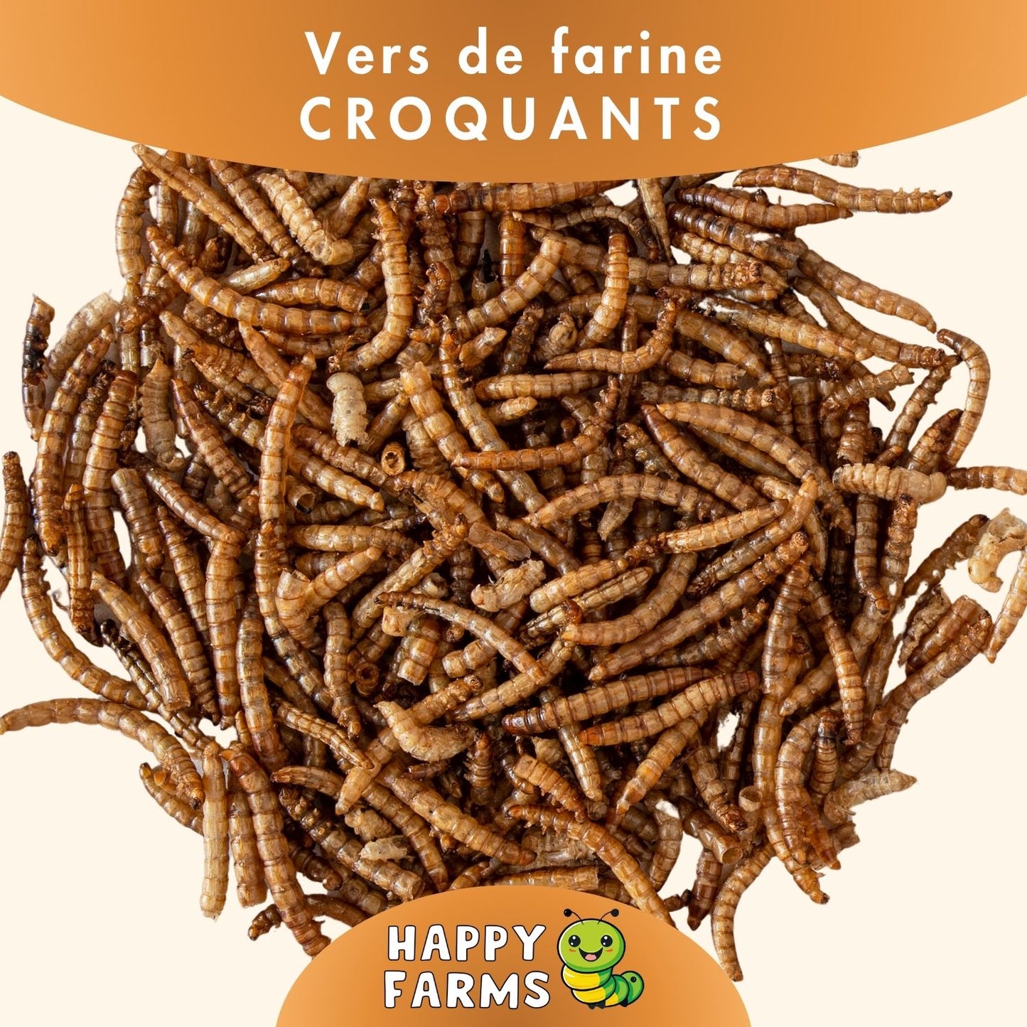 Insectes séchés – vers de farine comme source saine de protéines