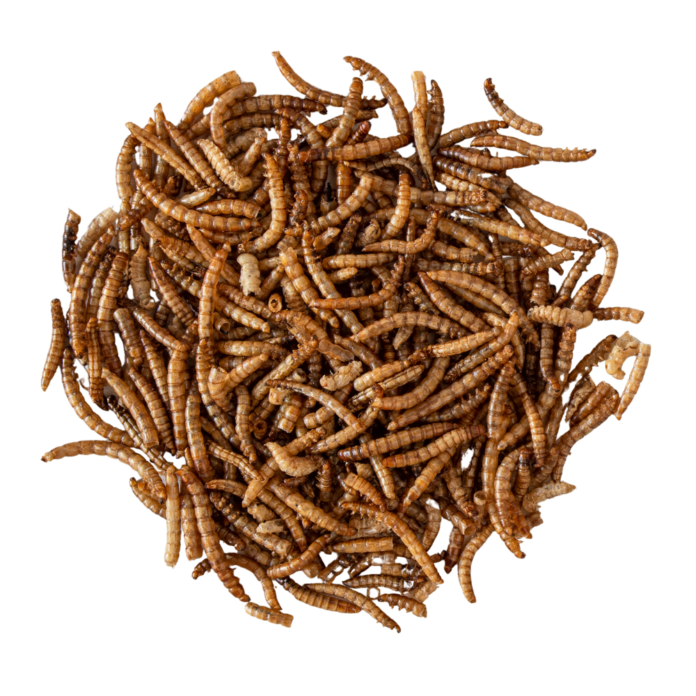 Getrocknete Mehlwürmer von Happy Farms auf einer Holzschaufel