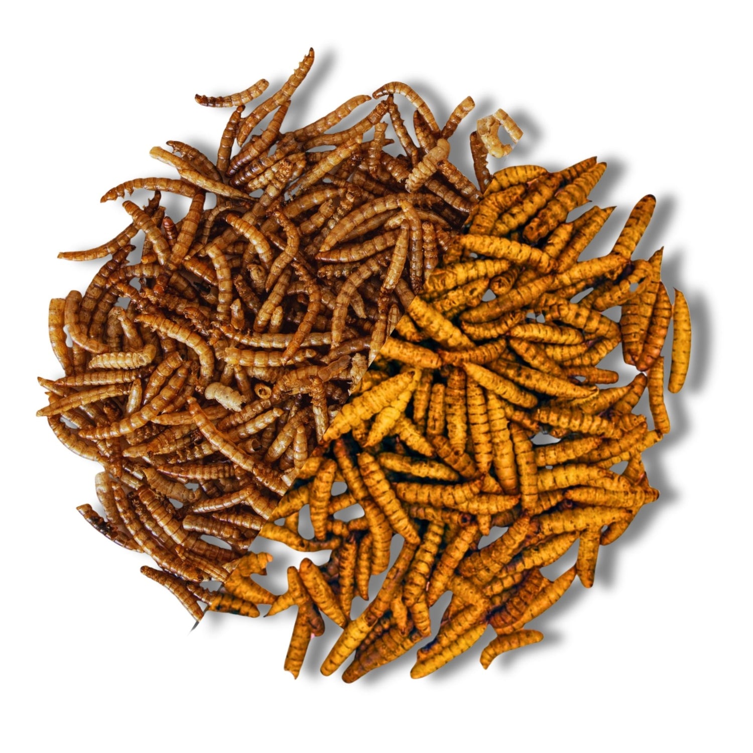 InsektenMix aus 51 % Mehlwürmern und 49 % Soldatenfliegenlarven – Premium-Naturfutter für Vögel, Igel, Hühner und Reptilien